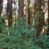 Redwood forest along the lower section of Oak Ridge Trail