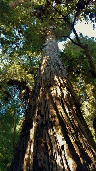 Advocate Tree II perhaps, an immense old growth redwood standing close to the original Advocate Tree