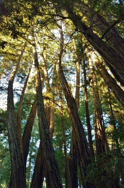 Redwood trees in the Twisted Grove twist as the grow to re-orient themselves after being upset by the 1989 Loma Prieta Earthquake, magnitude 6.9. Normally, redwoods grow straight as an arrow.