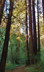 Aptos Rancho Trail travels through the redwoods of Forest of Nisene Marks State Park