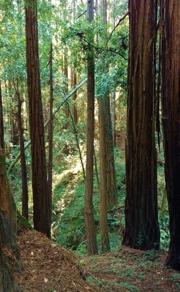 A creek valley drops off to the right (south side) of  Vienna Woods trail in the redwood forest