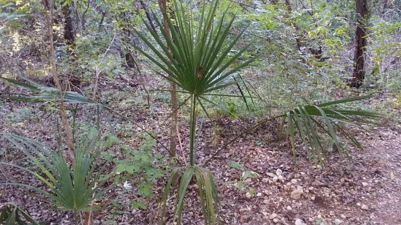 Dwarf Palmetto (Sabal minor) at Senator Frank L. Madla Jr. Natural Area