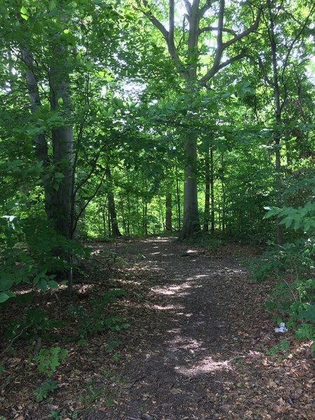 The beginning of the trail just after the trailhead.