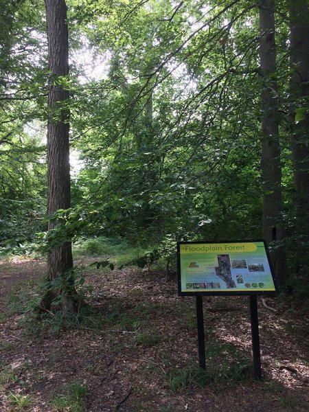 The other entrance to the trail located at the back center of Joe Prance Pocket Park along the tree line. This entrance is closest to the butterfly gardens.