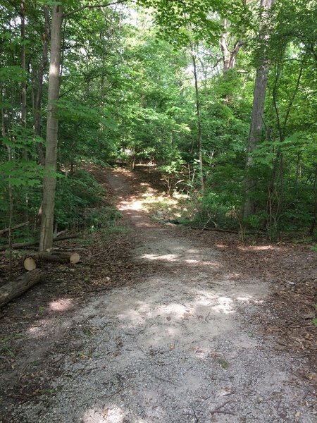 The trail dips down a few feet and goes back up again in this spot. The trail was freshly cleared during the 2017 renovations as seen by the cut logs on the left side.