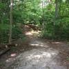 The trail dips down a few feet and goes back up again in this spot. The trail was freshly cleared during the 2017 renovations as seen by the cut logs on the left side.