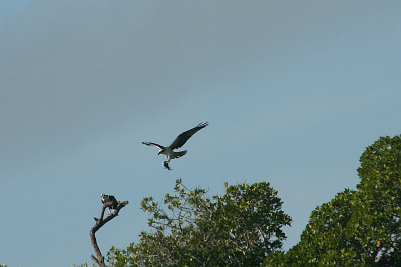 Osprey Carrying a Fish