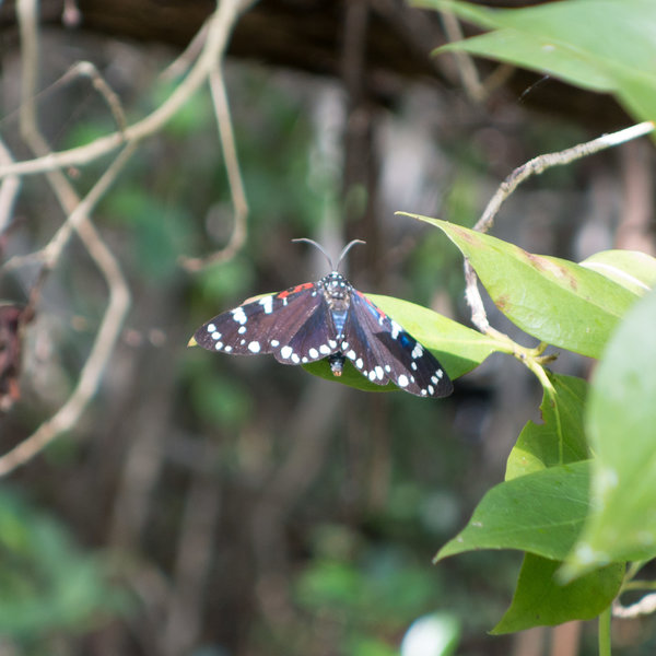 Moth! Composia Fidelissima (Faithful Beauty)