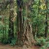 Giant old growth redwood at the Aptos Rancho/Vienna Woods trail junction. About 6 feet across, this redwood dwarfs other huge neighboring redwoods.