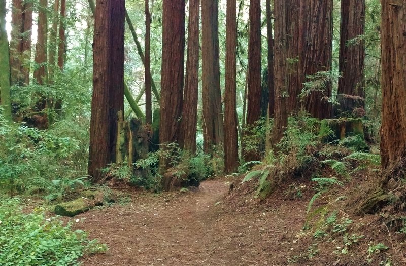 Vienna Woods Trail weaves its way through a clump of giant, stately redwoods, as it approaches Aptos Creek that is in the valley behind these redwoods.