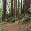 Vienna Woods Trail weaves its way through a clump of giant, stately redwoods, as it approaches Aptos Creek that is in the valley behind these redwoods.