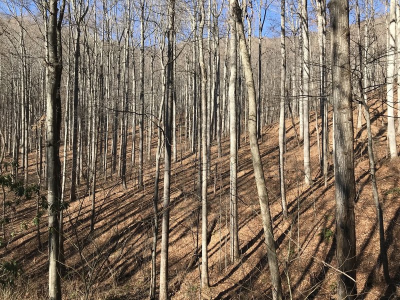 Stark winter forest along the trail