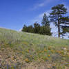 Trees and Wildflowers