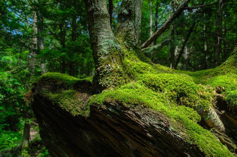 Moss & Rock & Trunk