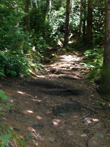 Roots and rocks along the Cummins Creek Loop trail