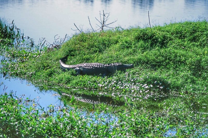 Lots of gators everywhere