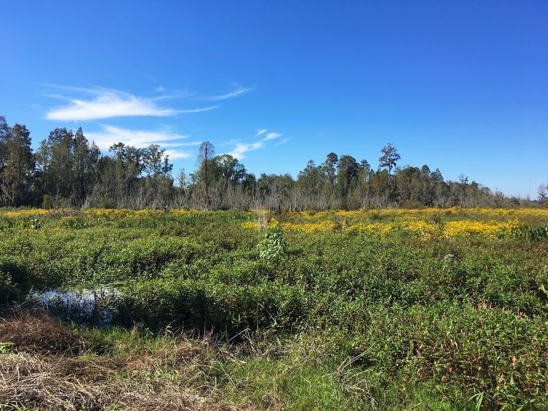 Swamp, marshes, wildflowers along the trail