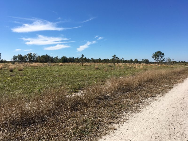 Dry uplands area contrasts the mostly swampland  of the other nearby trails