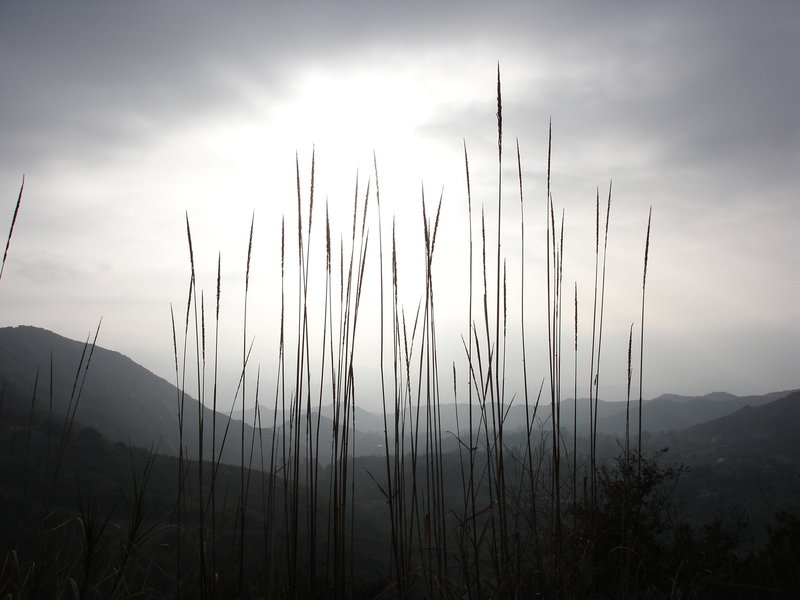 Reeds on the Calabasas Peak Motorway Trail