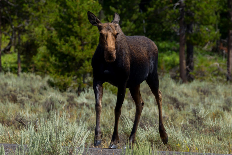 Moose in Grand Teton National Park