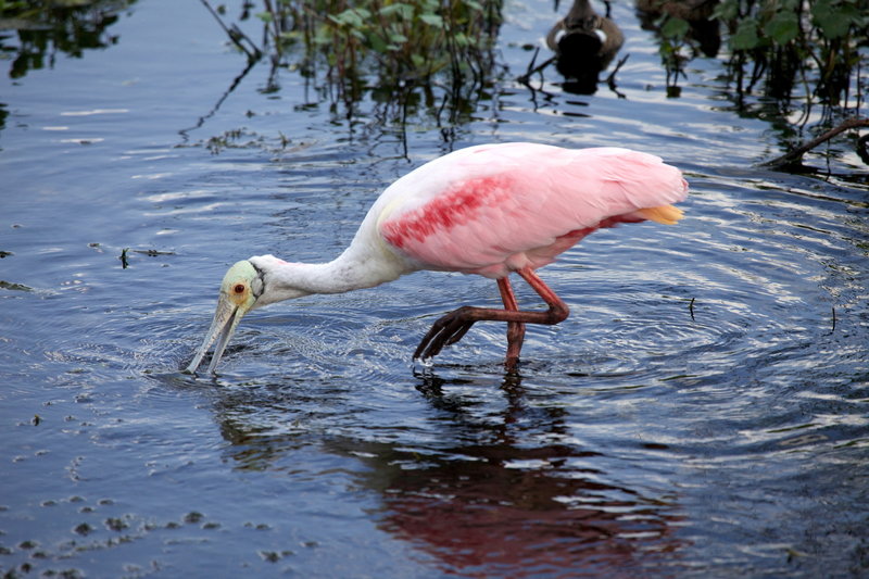 View of a Roseate Spoonbill from the Heron Hideout.