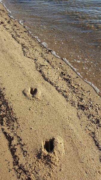 A deer startled when we came upon him, ran across the sand at Heckscher State Park.