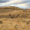 Well camouflaged mule deer supervising a fall trail outing.