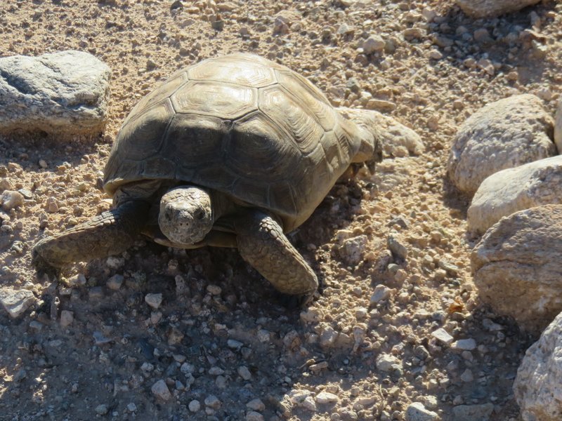 A desert tortoise