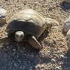 A desert tortoise