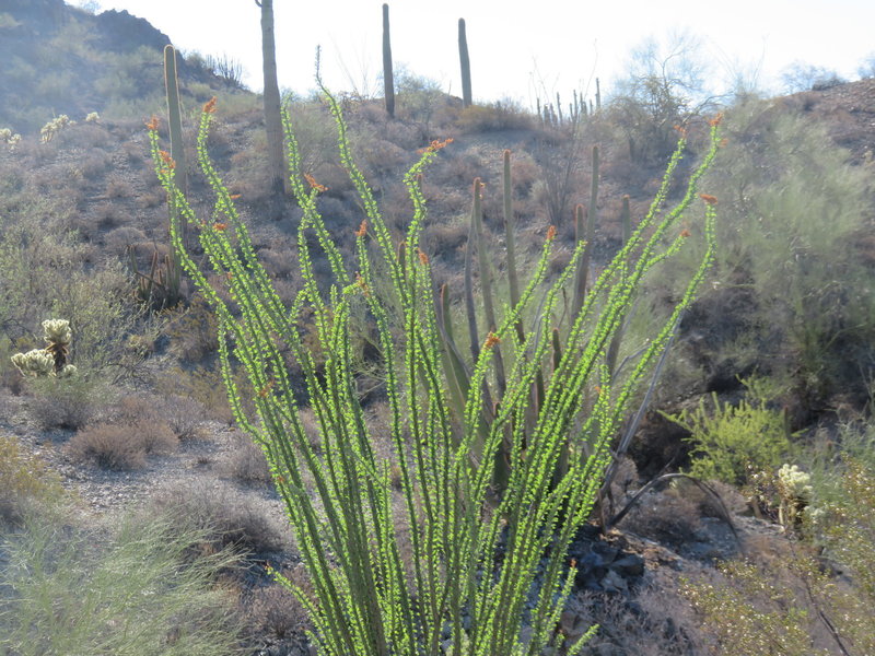 Blossoming Ocotillo