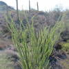 Blossoming Ocotillo