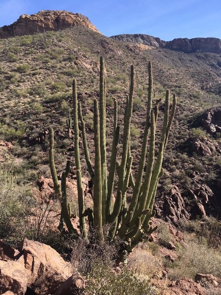 Organ Pipe Cactus