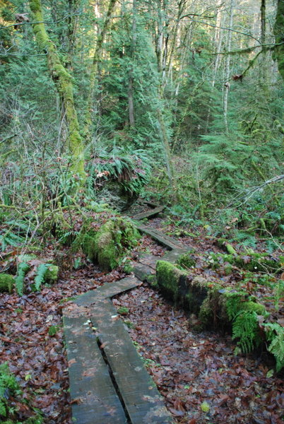 Wooden planking to cross a wetland area along Wilderness Creek Trail