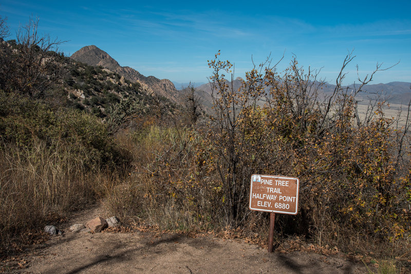 Pine Loop Trail - Halfway Point