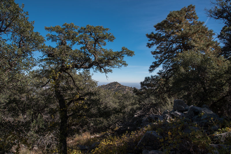 Pine Loop Trail