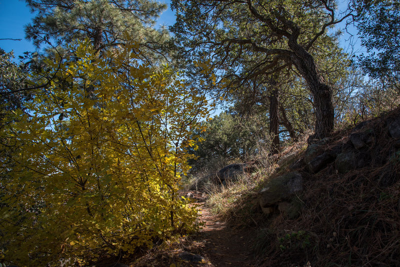 Pine Loop Trail