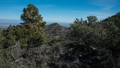 Pine Tree Trail