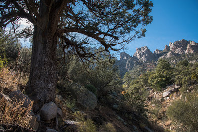 Pine Tree Trail