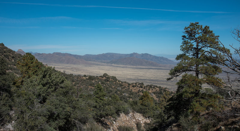 Pine Tree Trail