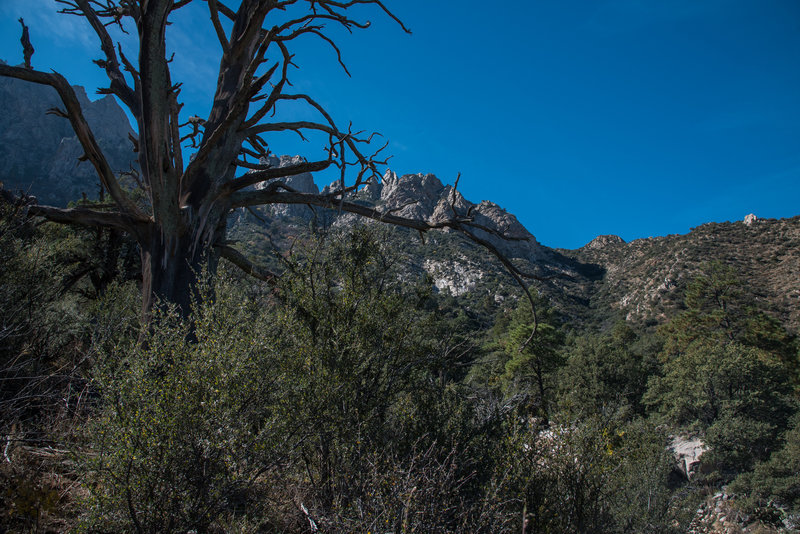 Pine Tree Trail