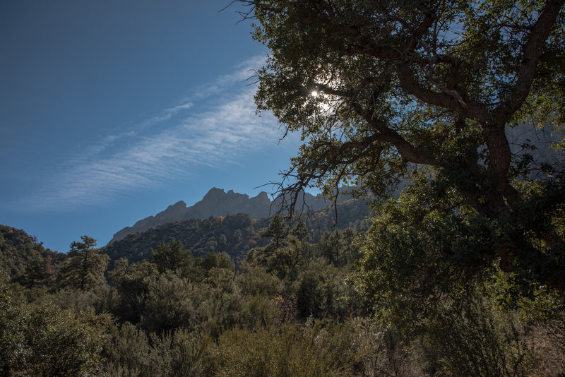 Pine Tree Trail