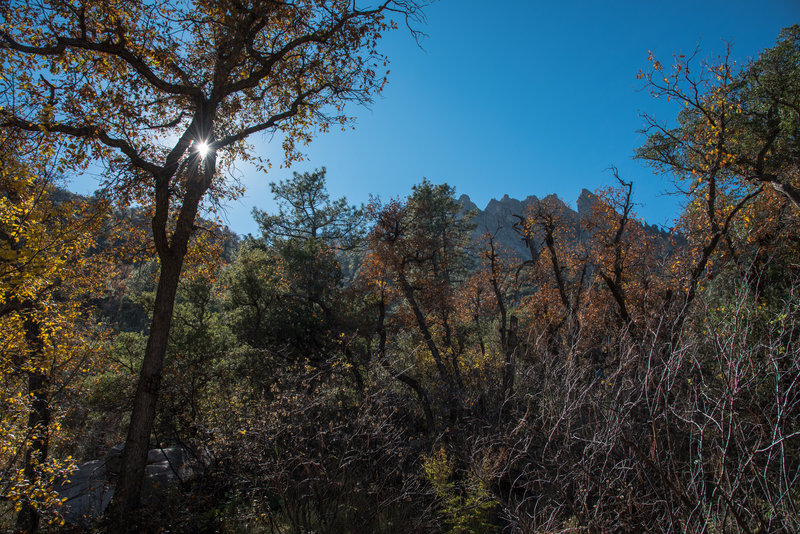 Pine Tree Trail