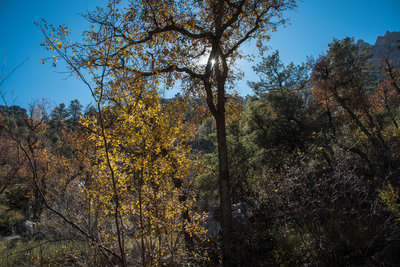 Pine Tree Trail