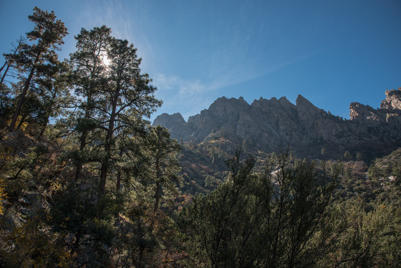 Pine Tree Trail