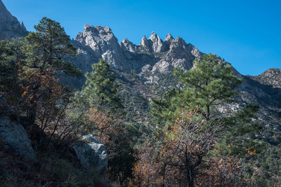 Pine Tree Trail
