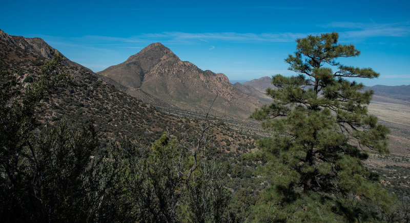 Pine Tree Trail