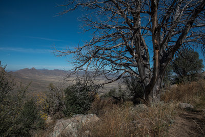 Pine Tree Trail