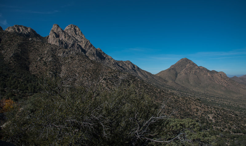 Pine Tree Trail