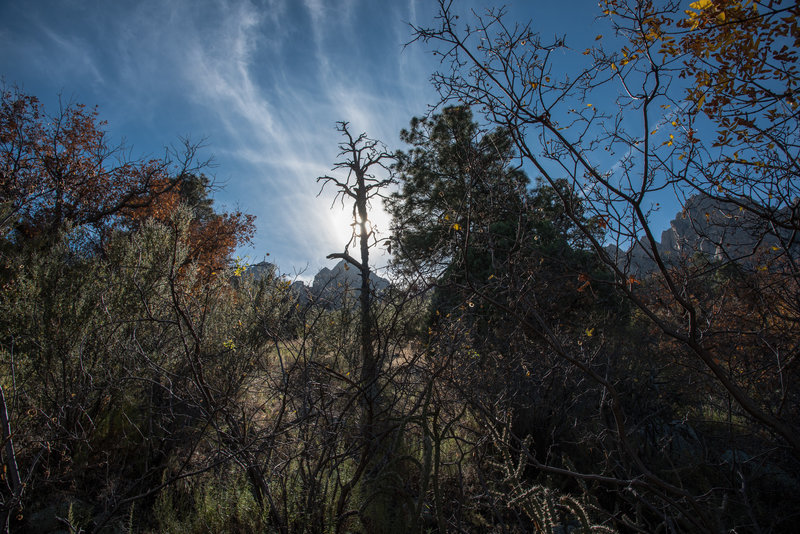 Pine Tree Trail