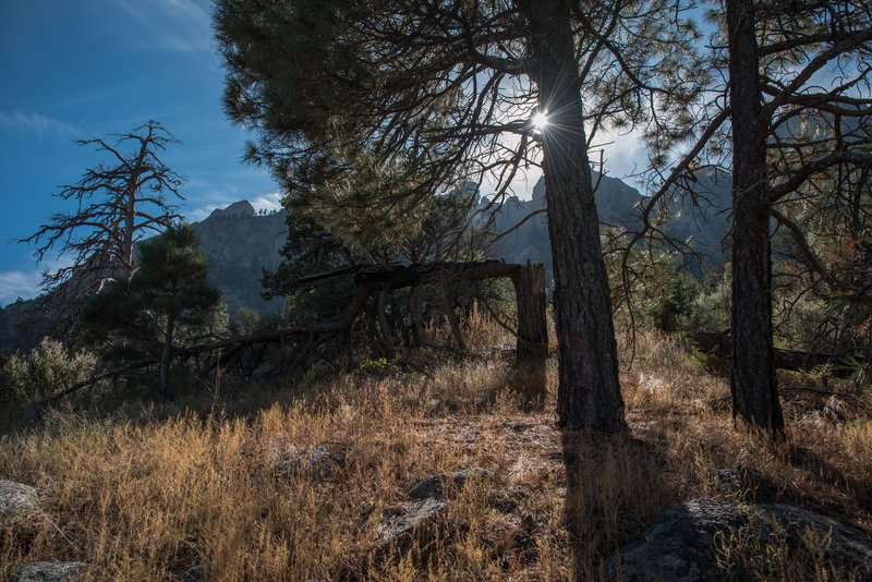 Pine Tree Trail